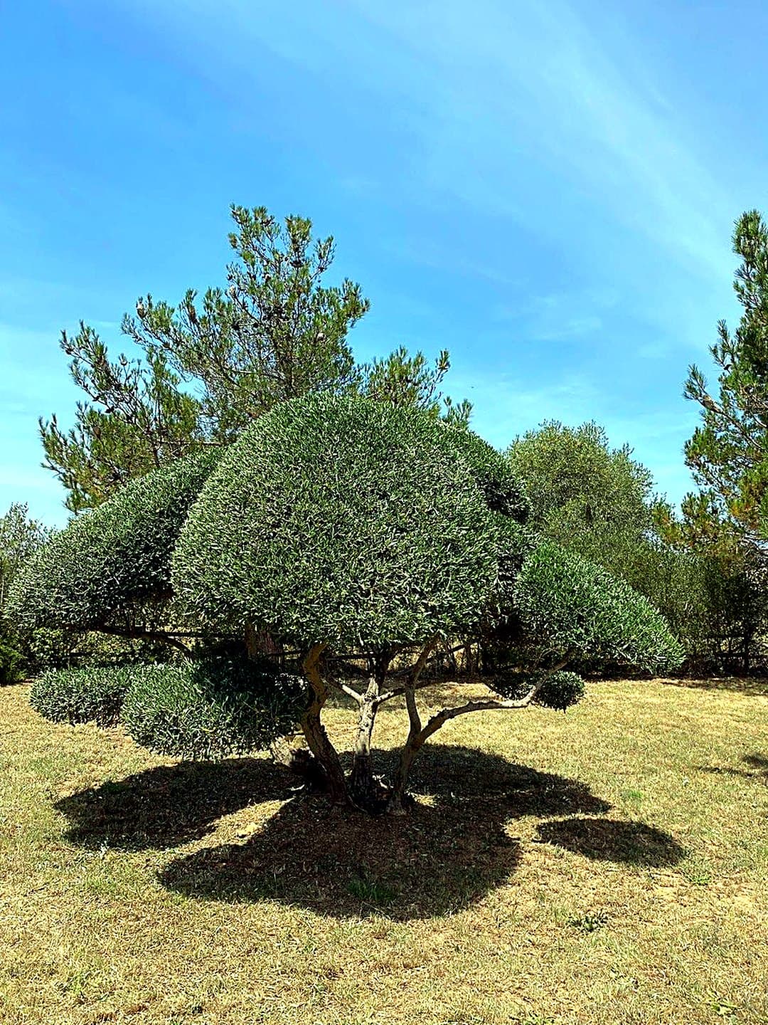 Olivier taillé en nuage dans un jardin du Gard